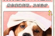 以凯利蓝梗航空托运宠物的流程（让你的宠物在旅途中安心舒适的关键步骤）