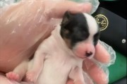 刚出生小狗狗的养护指南（为新生小狗提供良好环境和适当的母性关怀）