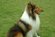 苏格兰牧羊犬不吃饭应该怎么办？（宠物健康必知——教你如何让苏格兰牧羊犬重拾食欲）