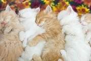 猫的配种季节选择与注意事项