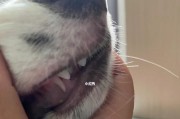 边境牧羊犬换牙全攻略（宠物爱好者必看，了解边境牧羊犬换牙的时机与方法）