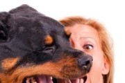 15个方法让你的爱犬呼吸清新宜人（15个方法让你的爱犬呼吸清新宜人）