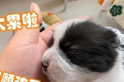 狗哭对孩子有何影响？（揭示孩子心理与情绪的重要教育机会）