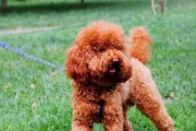 泰迪犬的寿命及如何判断其寿命（探索泰迪犬的预期寿命和寿命评估方法）