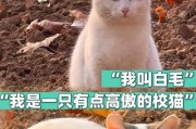 解决白色猫咪毛发发黄的方法（如何强效掩盖污渍，让白色猫咪毛发重现光亮）