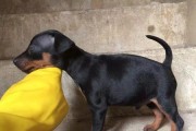 小杜宾犬拉稀怎么办？（宠物家庭必看，教你应对小杜宾犬拉稀）