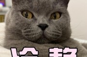 为什么我家的猫不怕水？（探究猫咪对水的特殊态度）