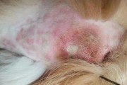 如何治疗以冠毛犬的皮肤病？（掌握关键诊断和治疗方法，让你的宠物恢复健康！）