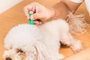 警惕！狗狗出现这6种迹象，说明它身上爬满了虫子