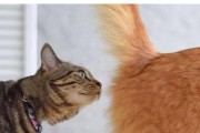 猫咪屁股疼抽搐，原因与治疗方法全解析（猫咪屁股疼的症状、常见原因及治疗方法，让你的宠物无痛苦）