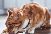 猫拉稀用药无效的原因及解决方法（排除猫拉稀原因，调整饮食和环境是关键）