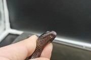 黑曜蟒蛇——黑色之美（探索黑曜蟒蛇神秘的魅力与独特之处）