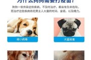 泰迪一岁时需要打什么疫苗？（了解泰迪一岁时应接种的疫苗种类和重要性）