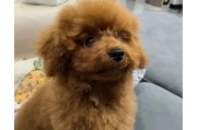 为什么要给泰迪犬剃胎毛？（剃胎毛的好处和适宜的时间）