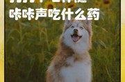 多食症（了解、识别和应对狗狗的多食症）