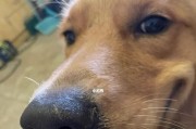 高加索犬被烫伤应急救治指南（以宠物为主，如何应对突发情况）