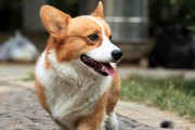 如何训练你的苏格兰牧羊犬（从幼犬到成犬的全面指南）