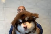 阿拉斯加和雪橇犬的区别（探讨宠物犬的特性与饲养需求）