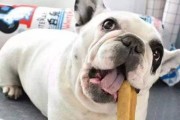 如何解决狗狗挑食不吃狗粮的问题？（为什么狗狗不吃狗粮？如何让狗狗爱上狗粮？怎样调整饮食习惯？）