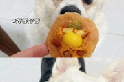 「狗狗美食」（探索狗狗的美食文化，解释狗狗能够同时享受食物和零食的原因）