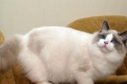 2岁布偶猫体重是多少？（了解布偶猫的体重管理和健康状态）