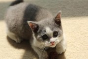 为什么猫咪叫声不小？（探寻猫咪叫声大小的原因）