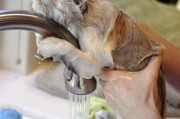 如何让宠物猫咪爱上洗澡？（克服猫咪害怕水的心理障碍，让洗澡变成愉快的事情）