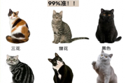 猫咪毛色看猫咪性格？自家猫是什么性格，赶紧来给它测一测吧