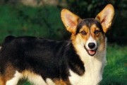 如何处理柯基犬的皮屑？（宠物养护的重要性及皮屑产生原因）