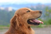 纠正金毛犬扑人的坏习惯（宠物行为训练方法与技巧）
