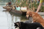阿拉斯加金毛杂交狗（探索阿拉斯加金毛杂交犬的特点、品种起源及饲养要点）