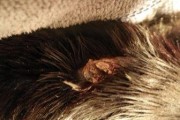 以古牧犬的皮肤病缓解方法（让宠物重拾健康的秘诀）