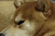 狗狗在晚上不睡觉一直叫，该怎么办？（以宠物为主，探讨狗狗失眠、不安和叫闹的原因和解决方法。）