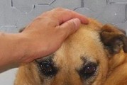 狗狗流血不止，怎样正确处理？（教你应对狗狗出现大量流血的情况，让宠物更健康。）