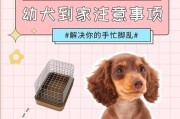 如何做好第一次养犬？（初次养犬需要注意的重点和技巧）