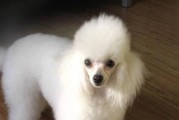 如何防止贵宾犬晕车？（贵宾犬晕车的原因与预防措施）