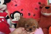 如何科学养护茶杯泰迪（从新生犬到成熟伴侣，全方位呵护你的茶杯泰迪）