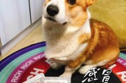 DIY打造精致阿富汗猎犬衣服（宠爱你的爱犬，让它成为最靓的仔/妹）