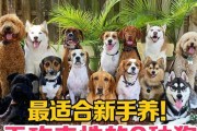 奢华狗的天价，普通人无法承受的养宠之殇（昂贵种犬肆意妄为，常人只能望而却步）