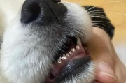 狗狗的日常活动和喂养要点（宠物犬的饮食习惯和运动需求）