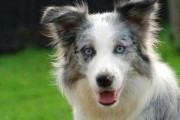如何科学饲养兰伯格犬（了解兰伯格犬的特点与需求，让它健康快乐成长）