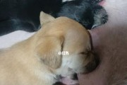 未断奶的幼狗狗喝牛奶需慎重（宠物主人须知，喂养幼狗狗的正确姿势和注意事项）