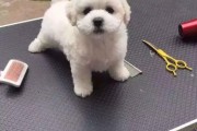 长耳朵卷毛犬——守护的忠诚伴侣（了解长耳朵卷毛犬的品种特点及培养方式）