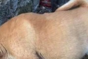 为什么狗狗喜欢被抚摸肚子？（探究狗狗肚子被抚摸的心理和生理原因）