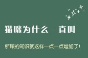 宠物猫不停叫怎么办？（解决宠物猫叫声过大的方法与技巧）