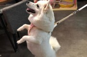 为您的银狐犬定制一款夏日装备（为宠物量身打造透气清凉的服饰，让它度过一个舒适的夏天）