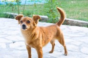 探寻中国田园犬的独特魅力（挖掘中国田园犬的最佳品质）