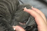 猫咪嘴角发白是怎么回事？——猫咪口炎的症状及治疗方法
