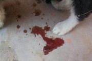 如何识别泰迪细小的症状？（宠物泰迪得了细小后需要注意的症状和处理方法）