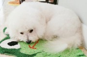 如何为你的宠物狗梳理和修饰（为你的毛绒球带来最佳的美容效果）